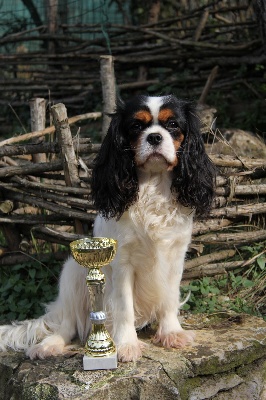 1er concours d'agility